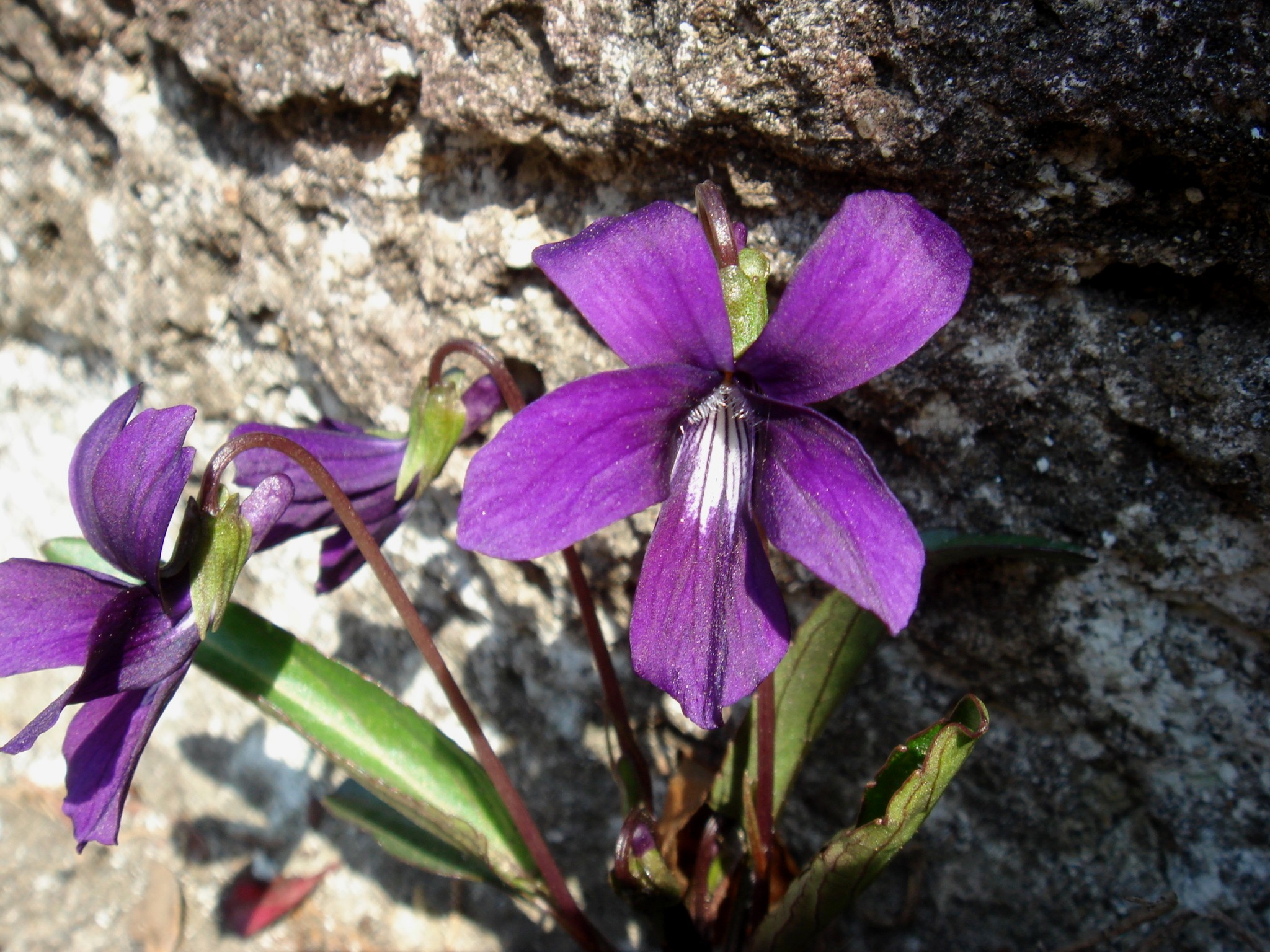 Viola mandshurica W. Becker